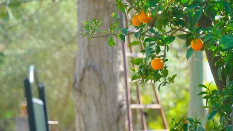 Orange in Soller, Mallorca, Spain Vídeos de archivo 248349915