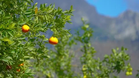 Orange in Soller, Mallorca, Spain Stock Footage 248349933