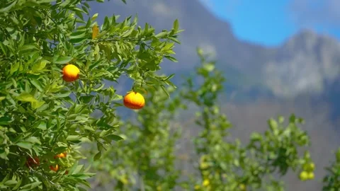 Orange in Soller, Mallorca, Spain Vídeos de archivo 248350147