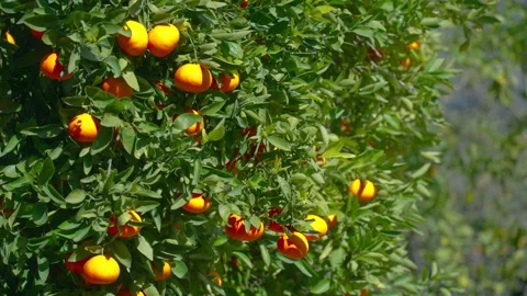 Orange in Soller, Mallorca, Spain Vídeos de archivo 248350216