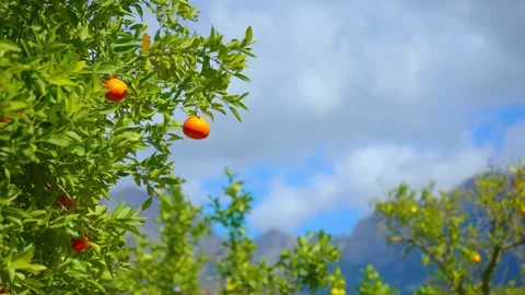 Orange in Soller, Mallorca, Spain Stock Footage 248350292
