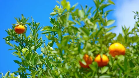 Orange in Soller, Mallorca, Spain Vídeos de archivo 248350423