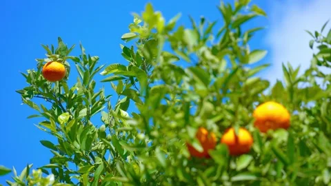 Orange in Soller, Mallorca, Spain Vídeos de archivo 248350440