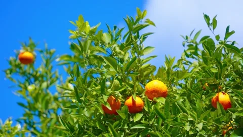 Orange in Soller, Mallorca, Spain Vídeos de archivo 248350515