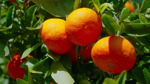 Orange in Soller, Mallorca, Spain Vídeos de archivo 248351010