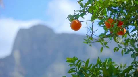 Orange in Soller, Mallorca, Spain Vídeos de archivo 248351275