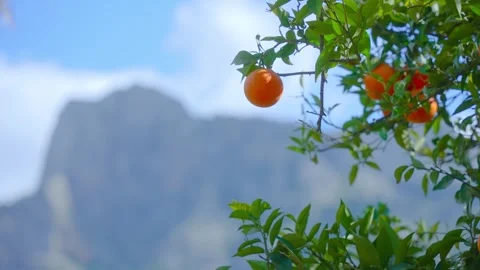 Orange in Soller, Mallorca, Spain Stock Footage 248351276