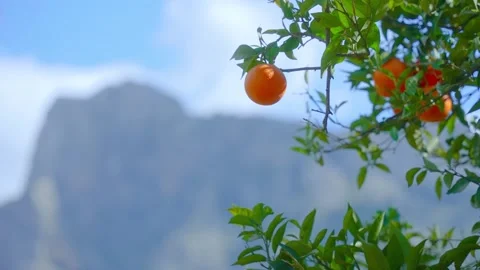 Orange in Soller, Mallorca, Spain Stock Footage 248351312