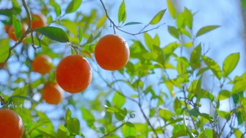 Orange in Soller, Mallorca, Spain Stock Footage 248351510