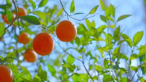 Orange in Soller, Mallorca, Spain Видео 248351530