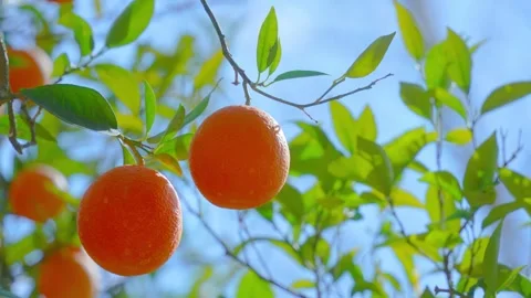 Orange in Soller, Mallorca, Spain Vídeos de archivo 248351640