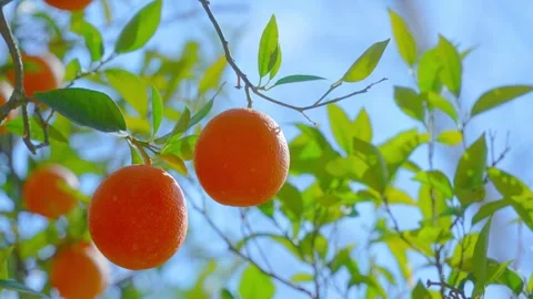 Orange in Soller, Mallorca, Spain Vídeos de archivo 248351669
