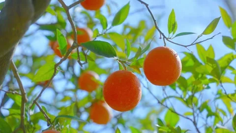 Orange in Soller, Mallorca, Spain Vídeos de archivo 248351738
