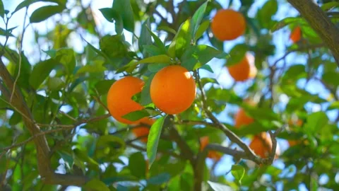 Orange in Soller, Mallorca, Spain Vídeos de archivo 248351995
