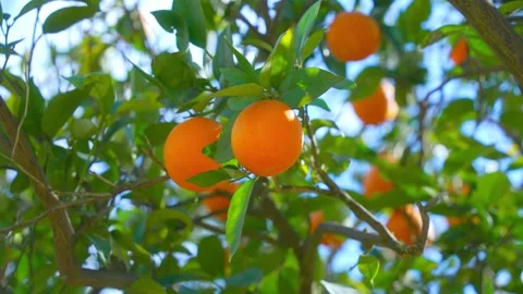 Orange in Soller, Mallorca, Spain Vídeos de archivo 248352034