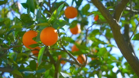 Orange in Soller, Mallorca, Spain Video stock 248352167
