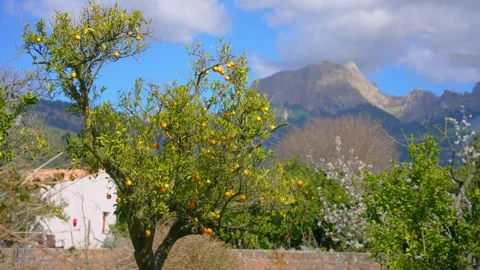 Orange in Soller, Mallorca, Spain Vídeos de archivo 248352442