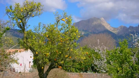 Orange in Soller, Mallorca, Spain Video stock 248352572