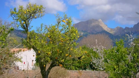 Orange in Soller, Mallorca, Spain Stock Footage 248352648
