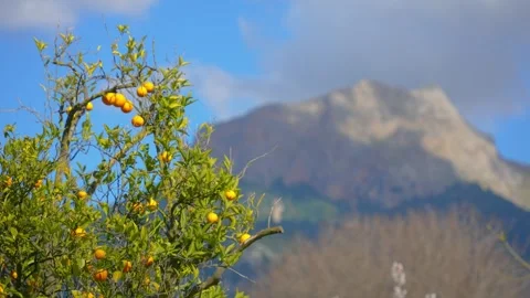 Orange in Soller, Mallorca, Spain Vídeos de archivo 248352996