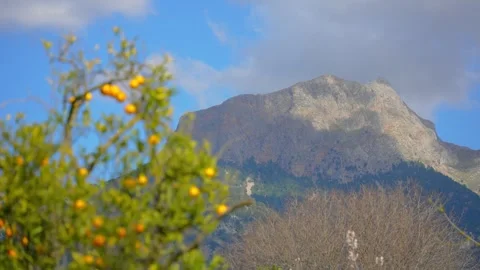 Orange in Soller, Mallorca, Spain Vídeos de archivo 248353167