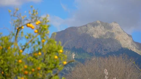 Orange in Soller, Mallorca, Spain Stock Footage 248353170