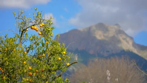 Orange in Soller, Mallorca, Spain Vídeos de archivo 248353248