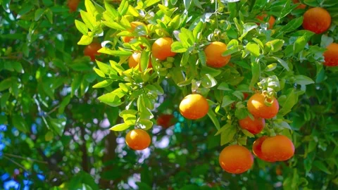 Orange in Soller, Mallorca, Spain 스톡 동영상 248353295
