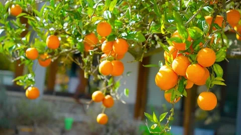 Orange in Soller, Mallorca, Spain Видео 248355132