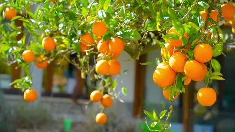 Orange in Soller, Mallorca, Spain Vídeos de archivo 248355187