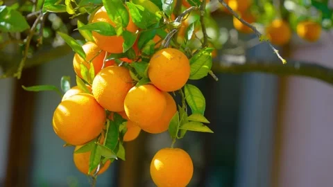 Orange in Soller, Mallorca, Spain Stock Footage 248355222
