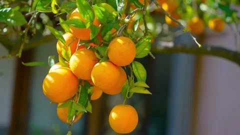 Orange in Soller, Mallorca, Spain Stock Footage 248355263
