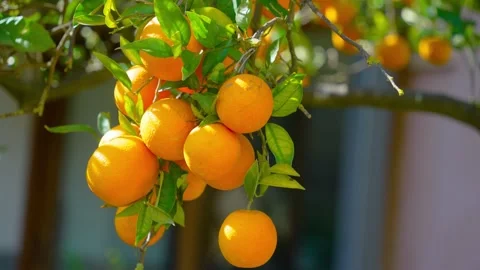 Orange in Soller, Mallorca, Spain Vídeos de archivo 248355275