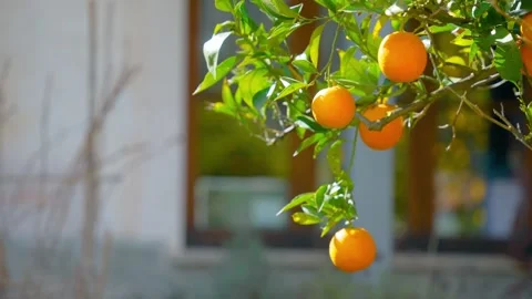 Orange in Soller, Mallorca, Spain Stock Footage 248355319