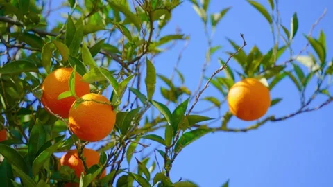 Orange in Soller, Mallorca, Spain Vídeos de archivo 248355362