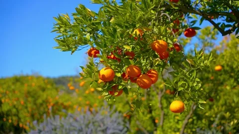 Orange in Soller, Mallorca, Spain Vídeos de archivo 248355380