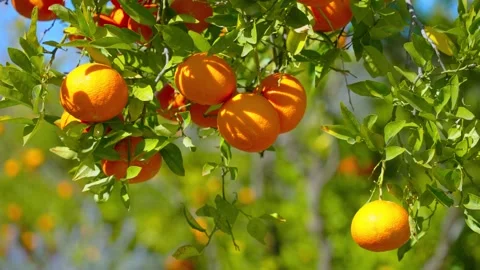 Orange in Soller, Mallorca, Spain Stock Footage 248355587