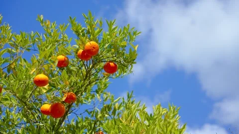 Orange in Soller, Mallorca, Spain Stock Footage 248355747