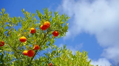 Orange in Soller, Mallorca, Spain Stock Footage 248355855