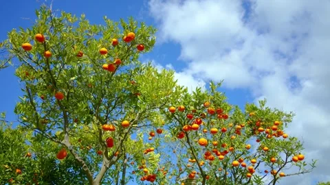 Orange in Soller, Mallorca, Spain 스톡 동영상 248355869