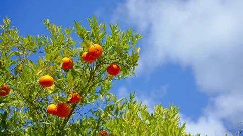Orange in Soller, Mallorca, Spain Vídeos de archivo 248355886