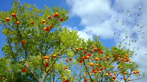 Orange in Soller, Mallorca, Spain 스톡 동영상 248355904