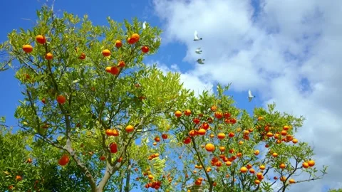 Orange in Soller, Mallorca, Spain 스톡 동영상 248355930