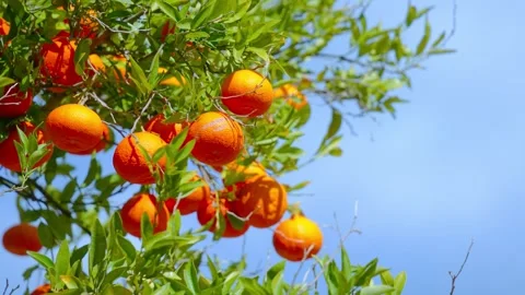 Orange in Soller, Mallorca, Spain Stock Footage 248356198
