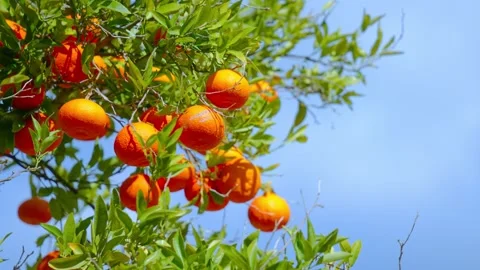 Orange in Soller, Mallorca, Spain Видео 248356338