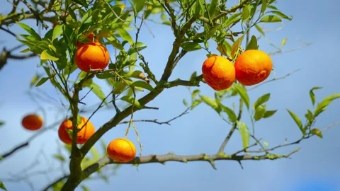 Orange in Soller, Mallorca, Spain 스톡 동영상 248356420