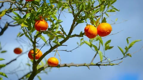 Orange in Soller, Mallorca, Spain Vídeos de archivo 248356522