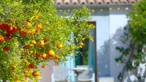Orange in Soller, Mallorca, Spain 스톡 동영상 248356684
