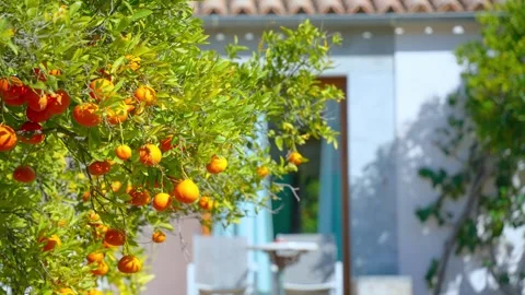 Orange in Soller, Mallorca, Spain Stock Footage 248356745