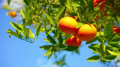 Orange in Soller, Mallorca, Spain 스톡 동영상 248357194